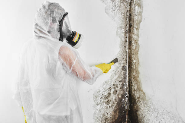 Mold Removal and Inspection in Ninety Six, SC