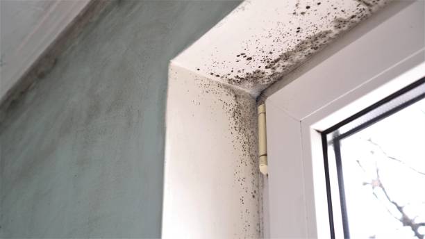 Mold Removal Process in Ninety Six, SC