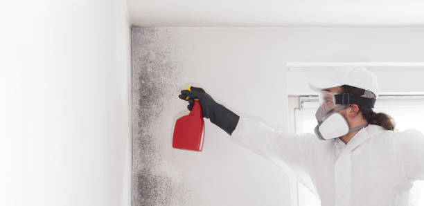 Trusted Ninety Six, SC Mold Removal Experts